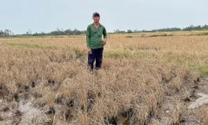 Nông dân có lúa chết cạnh cao tốc Cần Thơ - Cà Mau được bồi thường